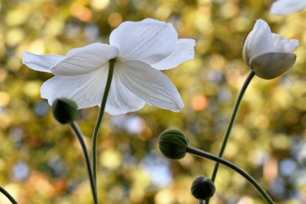 Nature blossom plant white Photo