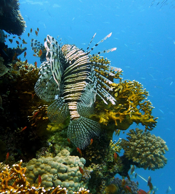 Mar agua animal buceo