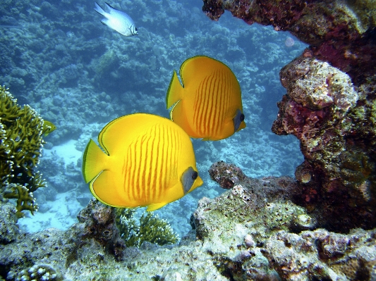 Foto Mar água mergulhando embaixo da agua