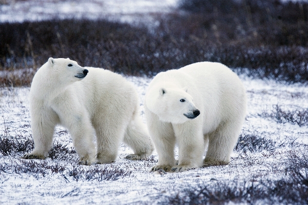 Nature wilderness snow white Photo