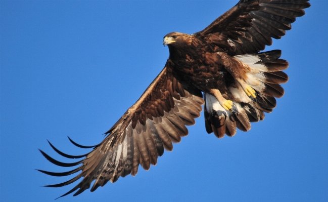 Natur vogel flügel himmel Foto