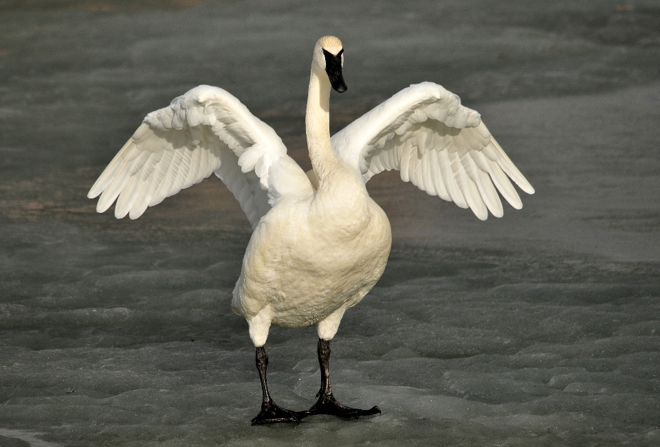 Naturaleza pájaro ala blanco