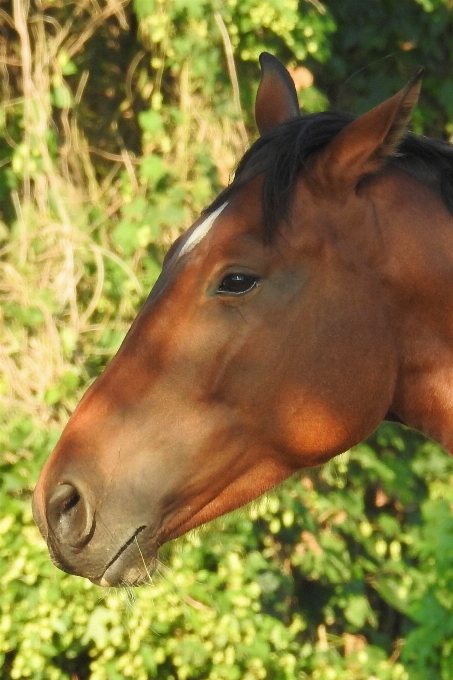 Grass meadow pasture grazing