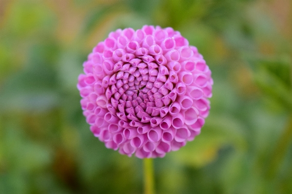 Nature blossom plant field Photo