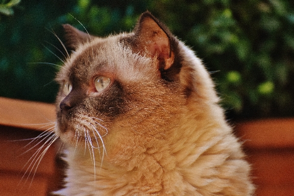 甘い かわいい 毛皮 子猫 写真