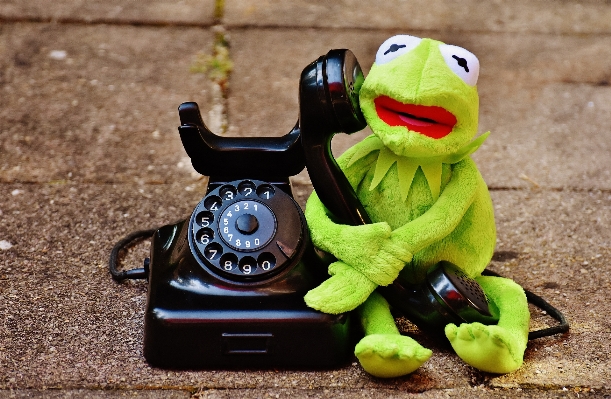 Animal green phone frog Photo