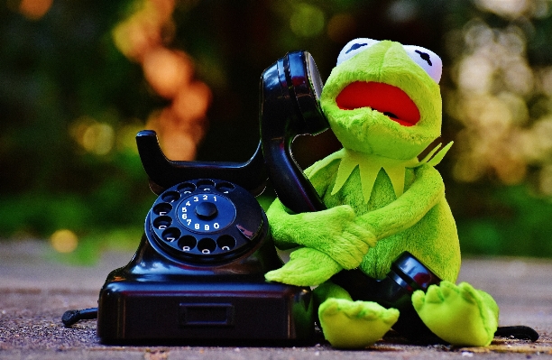 Animal green phone frog Photo