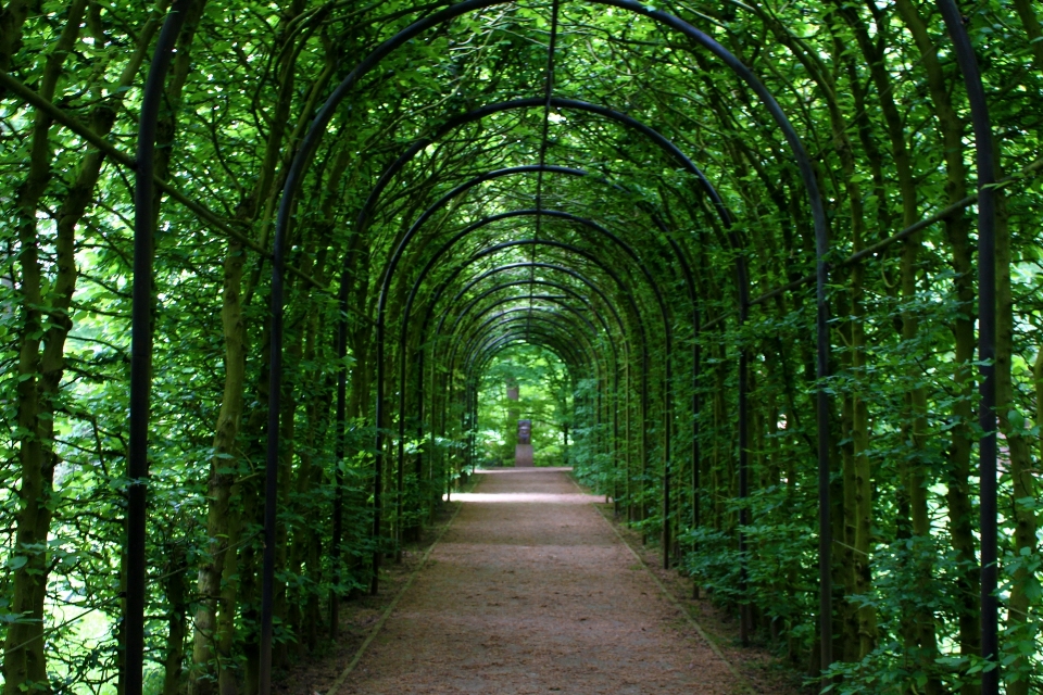 Albero natura foresta pianta