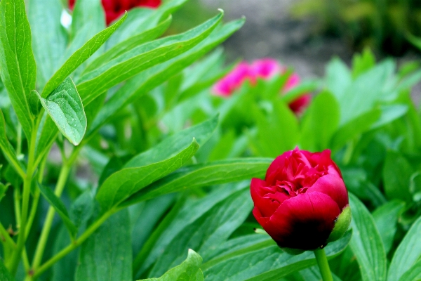 Nature grass blossom plant Photo