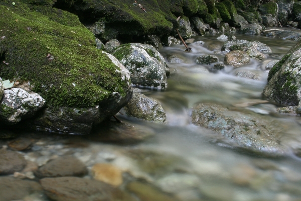 Landscape water nature forest Photo