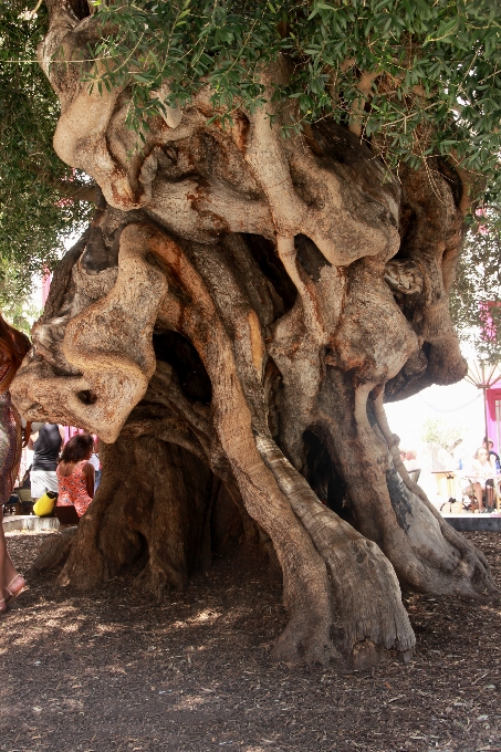 Arbre nature usine fleur