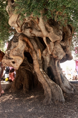 Ağaç doğa bitki çiçek Fotoğraf