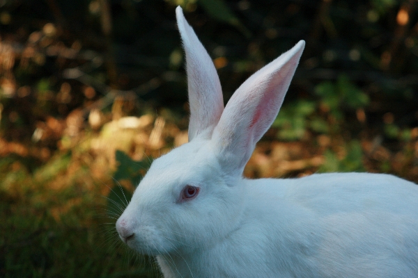 Foto Alam rumput putih bunga