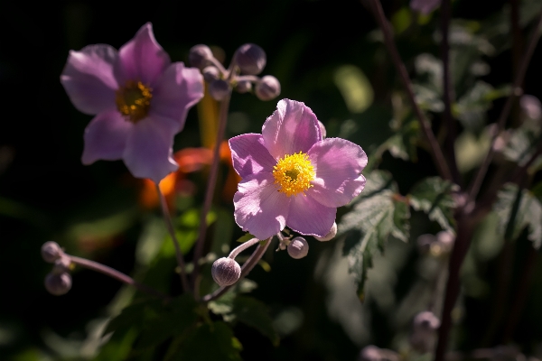 Nature blossom plant flower Photo