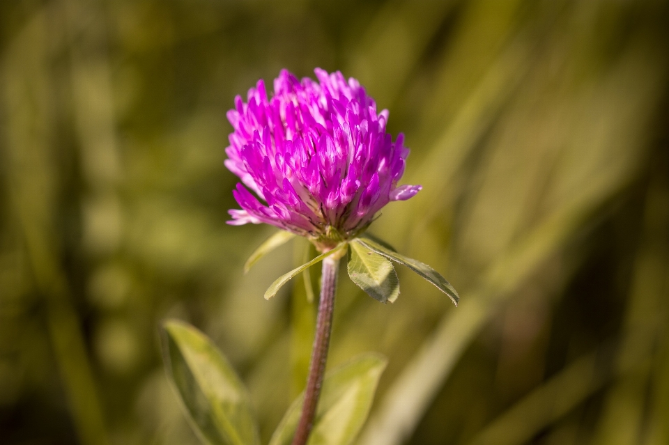 Nature fleurir usine prairie
