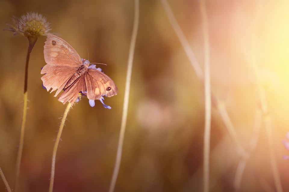 Natura pianta fotografia prato
