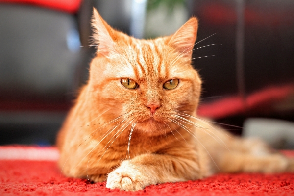 ペット 毛皮 赤 子猫 写真