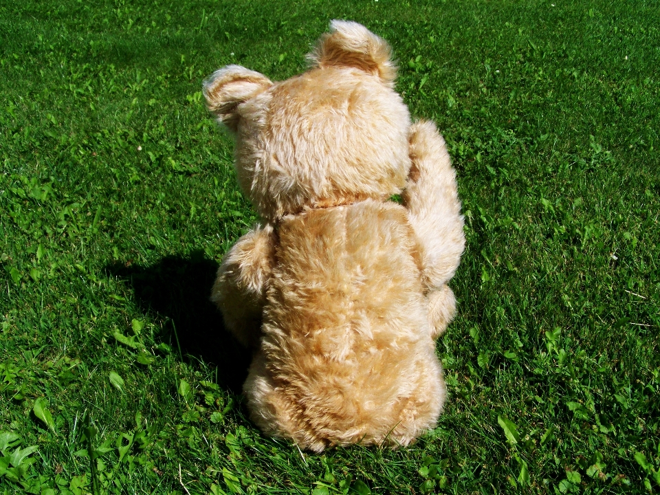 Grama filhote de cachorro ovelha