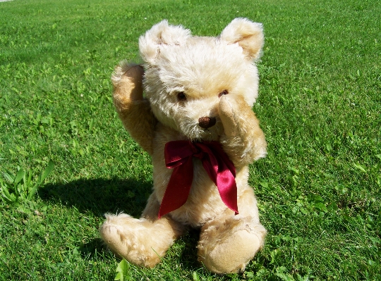 Dog mammal toy poodle Photo