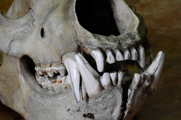 Bear horn skull bone Photo