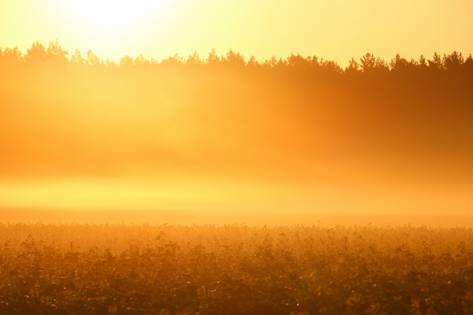 Landscape nature forest horizon