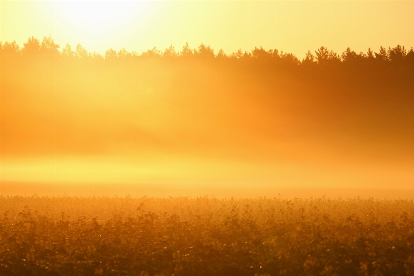 Landscape nature forest horizon Photo