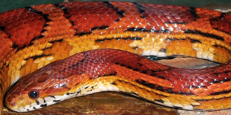 Orange red corn reptile