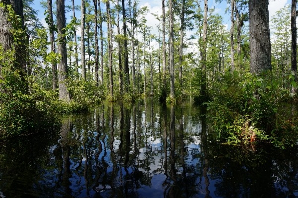 Landscape tree water nature Photo