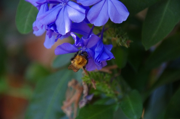 Photo Nature fleurir usine fleur