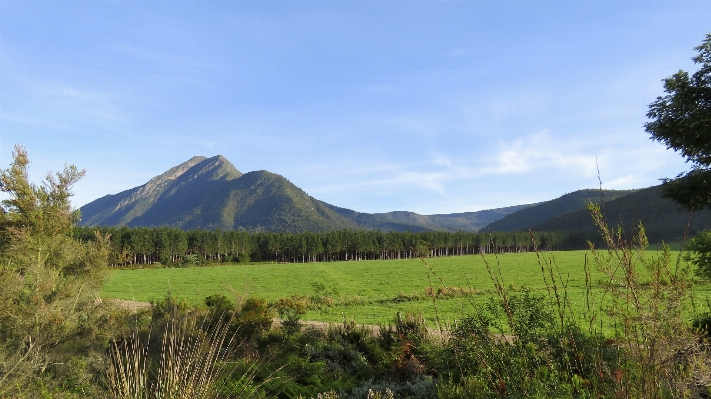 風景 木 自然 草 写真