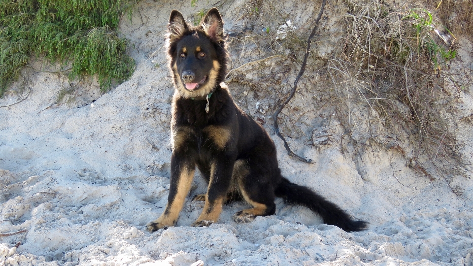 海滩 小狗 狗 犬科动物