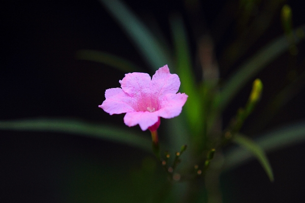 Nature blossom dew plant Photo