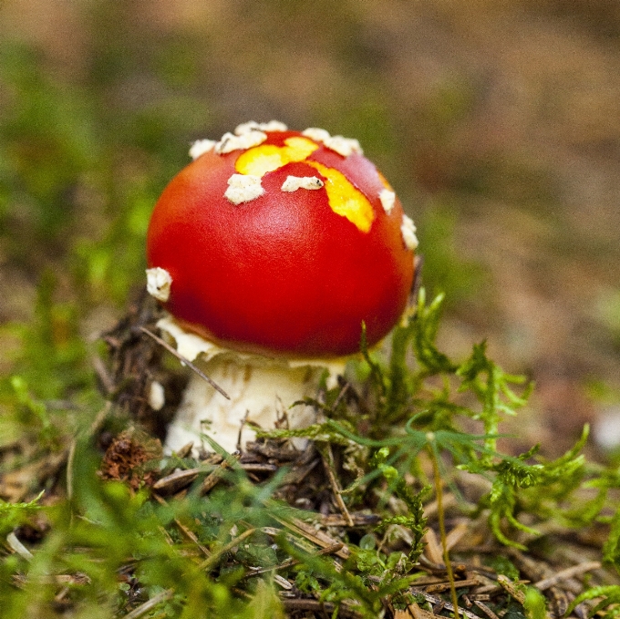 Flor produzir cogumelo flora