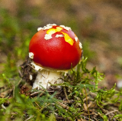 Flower produce mushroom flora Photo