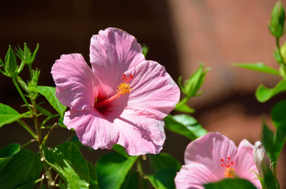 Naturaleza florecer planta flor