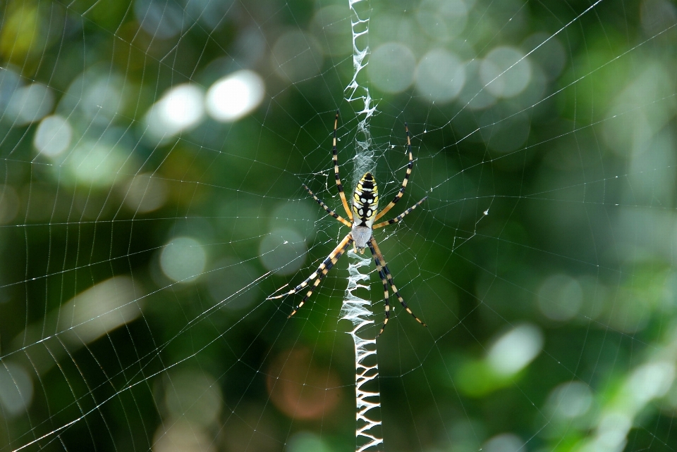 Natureza orvalho flor teia de aranha
