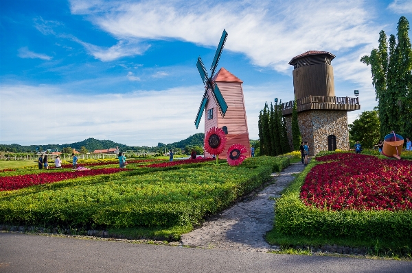 Landscape vineyard farm flower Photo