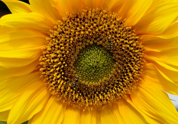 Plant field flower petal Photo