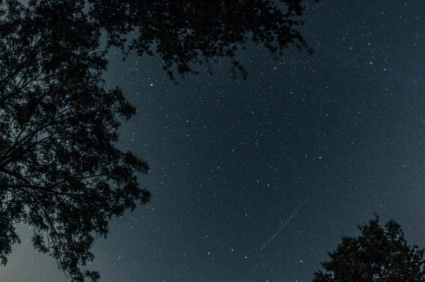 木 空 夜 日光 写真