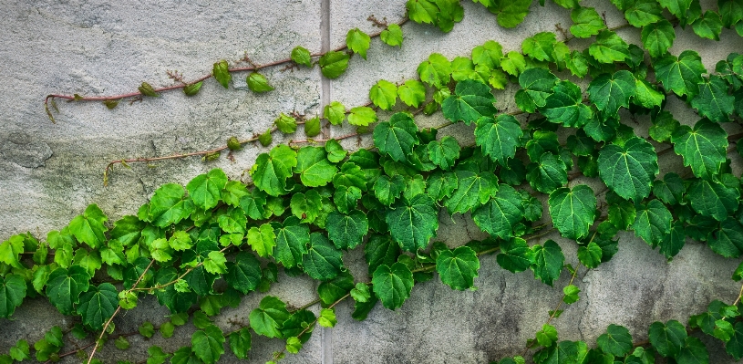 Nature abstract plant vine Photo