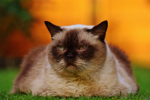 甘い かわいい 毛皮 子猫 写真