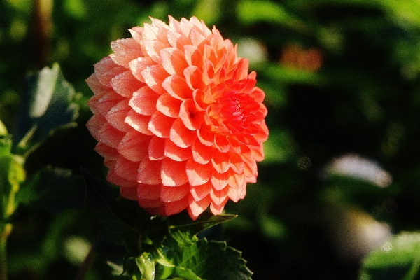 Blossom plant flower petal Photo