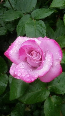 Water nature blossom plant Photo