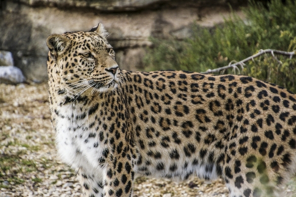 View wildlife zoo portrait Photo