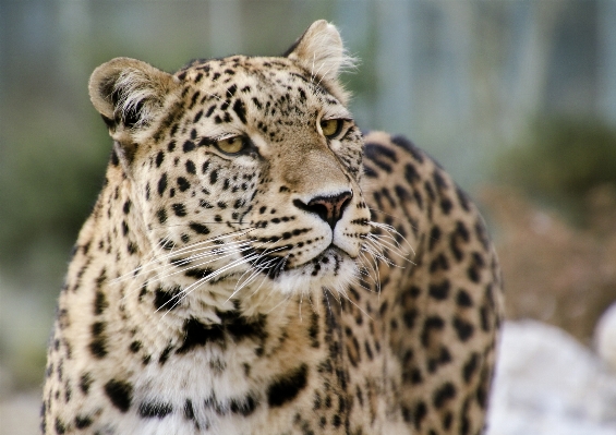 View wildlife zoo portrait Photo