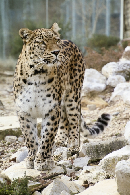 View wildlife zoo portrait