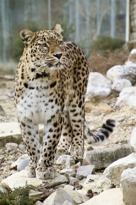 View wildlife zoo portrait Photo