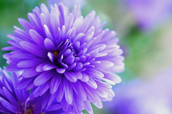 Nature blossom plant photography Photo