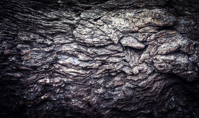 Sea tree rock texture Photo