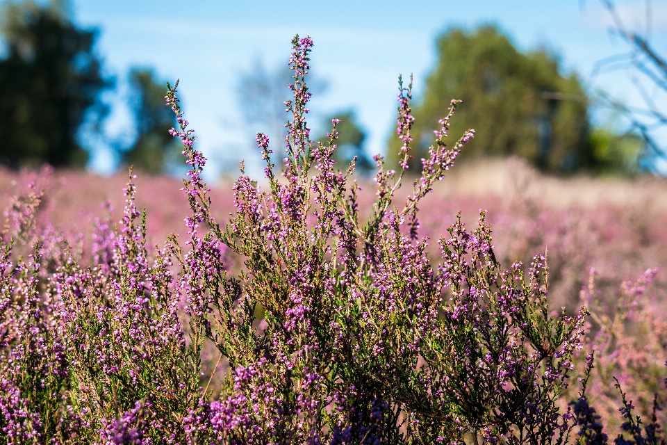 Natur gras blüte anlage